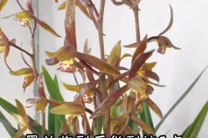 兰花大集墨兰的养护与繁衍之道（打造枝繁叶茂的墨兰花园，）