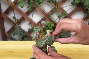 多肉植物多头的繁衍与管理（掌握技巧让你的多头更茂盛）