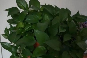 绿萝枝条长挂技巧（掌握关键技巧，打造出彩的绿萝盆栽）