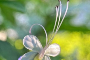 蓝蝴蝶开花期月份与时间（一年几次开花？何时观赏最佳？）