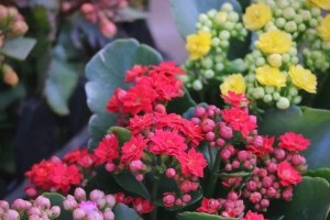 室内长寿花养护全攻略（让长寿花在室内焕发绚丽生机的养护技巧）