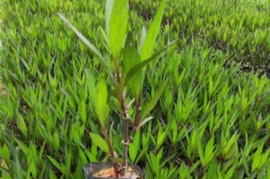 冬天如何养护盆栽翠芦莉（关注温度、光照和湿度，打造冬季理想环境）