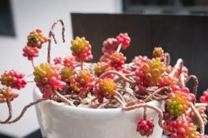 虹之玉锦的神奇变红之旅（探秘虹之玉锦变红的奥秘，带您领略奇迹般的色彩变化）