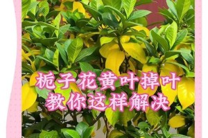 栀子花叶子为何发黄？（探究栀子花叶子发黄的原因及解决方法）