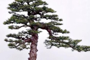 盆景树的剪枝技巧（打造美丽与健康并重的盆景树）