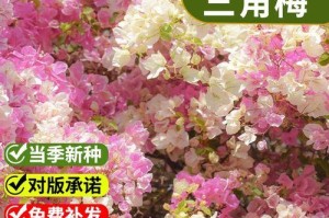 三角梅种子的种植方法（从种子到绚丽花朵，打造属于自己的花园）