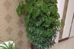水培鸭掌木黄叶的救治方法（探索水培鸭掌木黄叶现象的成因及有效解决方案）