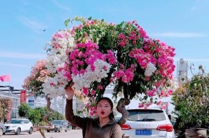 盆栽三角梅盘枝技巧与方法（打造独特造型，让盆栽三角梅焕发生机）