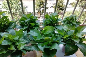 多菌灵对绿萝的浇水效果分析（多菌灵浇水绿萝的好处和注意事项）