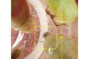 多肉发芽后的快速生长技巧（以多肉发芽后怎么长得快为主题的探讨）