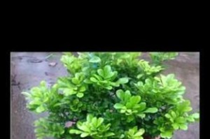 如何培养米兰使花蕾多（掌握关键技巧，让米兰开出绚丽的花朵）