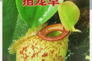 猪笼草太大了应该如何处理？（猪笼草栽培管理技巧与建议）