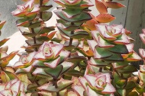 以月美人多肉的养护方法及技巧（打造独特的多肉植物风景园）