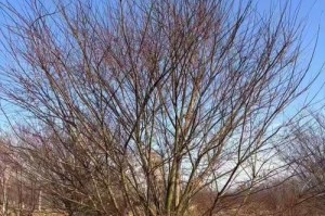 鸡爪槭——一种多年生乔木的植物生态学研究（从形态特征到栖息环境，解析鸡爪槭的生态习性）