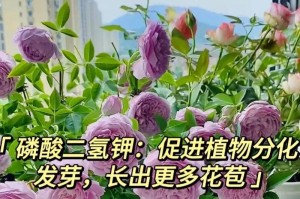 家庭自制以花的磷肥，提升植物生长的秘籍（发挥废弃物的作用，为花园注入健康能量）