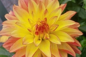 包头市花小丽花的象征寓意剖析（小丽花的美丽与文化内涵）