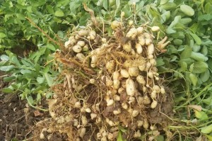 秋花生种植攻略（秋花生种植时间、方法及注意事项）