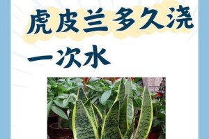 寒冬中如何照顾虎皮兰，让它健康过冬（-虎皮兰，冬季养护，健康过冬）