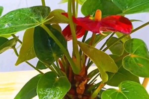红掌怎么养才能开花（浇水技巧与关键要点）