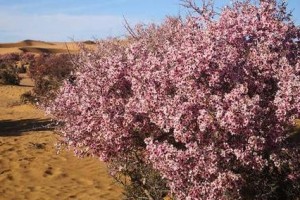 菠萝树的生长特点与繁殖方式（了解菠萝树的繁殖、生长与管理，打造高产优质的果园）