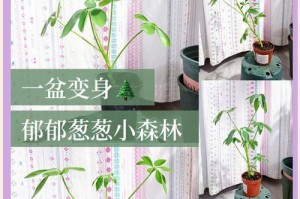 鸭脚木掉叶子如何应对？（保护鸭脚木叶子的有效方法）