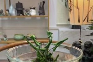 如何养护心愿蕨？（打造宜人的生长环境，让心愿蕨焕发生机）