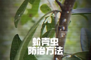 室内盆景蚧壳虫防治方法大全（了解蚧壳虫的生活习性与药物防治关键）
