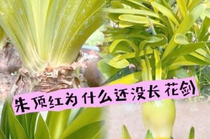 解决朱顶红长叶不开花问题的方法（探索提高朱顶红开花率的有效途径）
