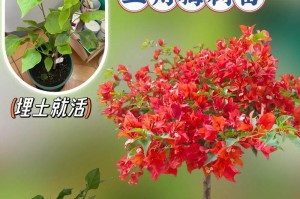 探讨三角梅种子的种植方法（以三角梅种子怎么种为主题的种植指南）