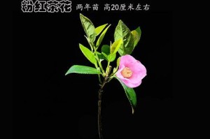 荧光蕨的养护技巧（打造迷人绿色盆景，学会荧光蕨的正确养护方法）