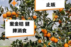 金桔三年丰收（从种植到收成，一窥金桔产业链）