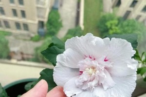 冬季如何修剪木槿花——（提升木槿花冬季生长的技巧与方法）