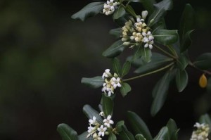 了解海桐花的毒性成分及危害，避免误食中毒（了解海桐花的毒性成分及危害，避免误食中毒）