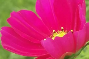 国庆节送花指南（15种花束推荐，送礼搭配攻略，让你成为送花达人）