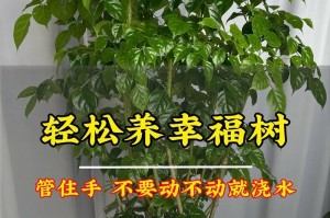 如何养植幸福花卉（打造温馨生活的秘密武器）