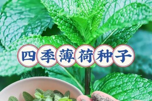 家里为什么不能种薄荷？（了解薄荷种植的禁忌与注意事项）