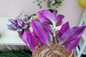 掌握吊兰剪根技巧，让植物长势更旺盛（以吊兰为例，教你正确剪根的方法，帮助植物更好地生长发育）