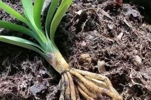 君子兰花期多长时间？——探秘君子兰的花期