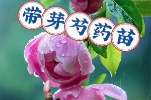 修枝技巧（掌握修枝要领，让芍药花焕发魅力）