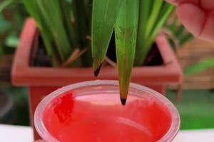 怎么处理叶子烧焦的花草？（快速有效修复受损叶子的方法）