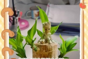 巴西木冬天叶子干枯了怎么办？（水培巴西木冬季护理指南）