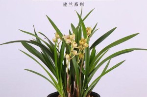 如何成功种植兰花（从选购到养护，打造优美兰花花园）