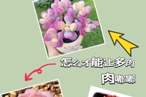 以红稚儿多肉怎么养？（掌握关键养殖技巧，打造精美多肉花园）