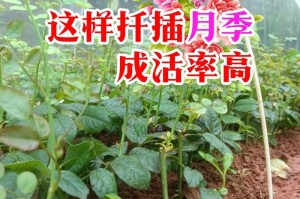 月季插迁的技巧与成活方法（揭秘月季插迁，打造美丽花园的必备技能）