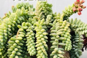 多肉花养殖指南（培养美丽多肉花的关键技巧及注意事项）