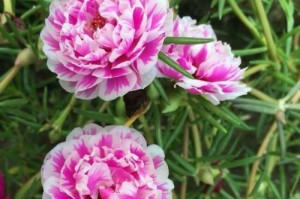 秋天也开花，太阳花不负众望（太阳花的秋色魅力）