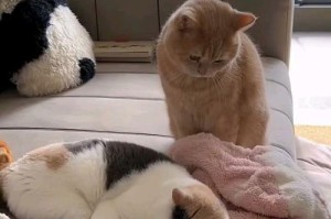 以什么花睡觉是怎么样的？（探索不同花朵对睡眠质量的影响）