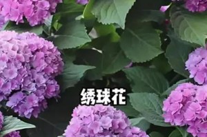 如何养护绣球花以延长寿命（绣球花的生长条件、浇水技巧、施肥要点、修剪技巧等重要方法）