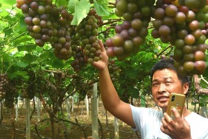 大棚葡萄种植技术与管理（有效控制病虫害的关键策略）