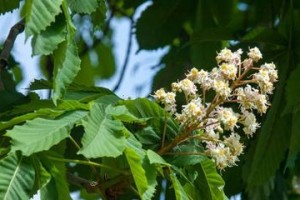 板栗树开花全面解析（板栗花开的季节和特征，板栗花的颜色和花期）